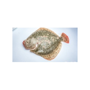 Turbot
