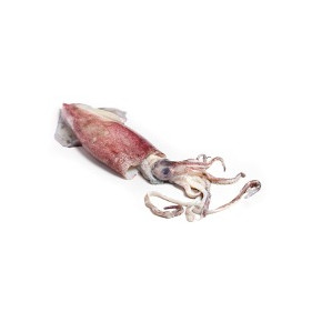 Encornet