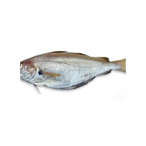 Tacaud